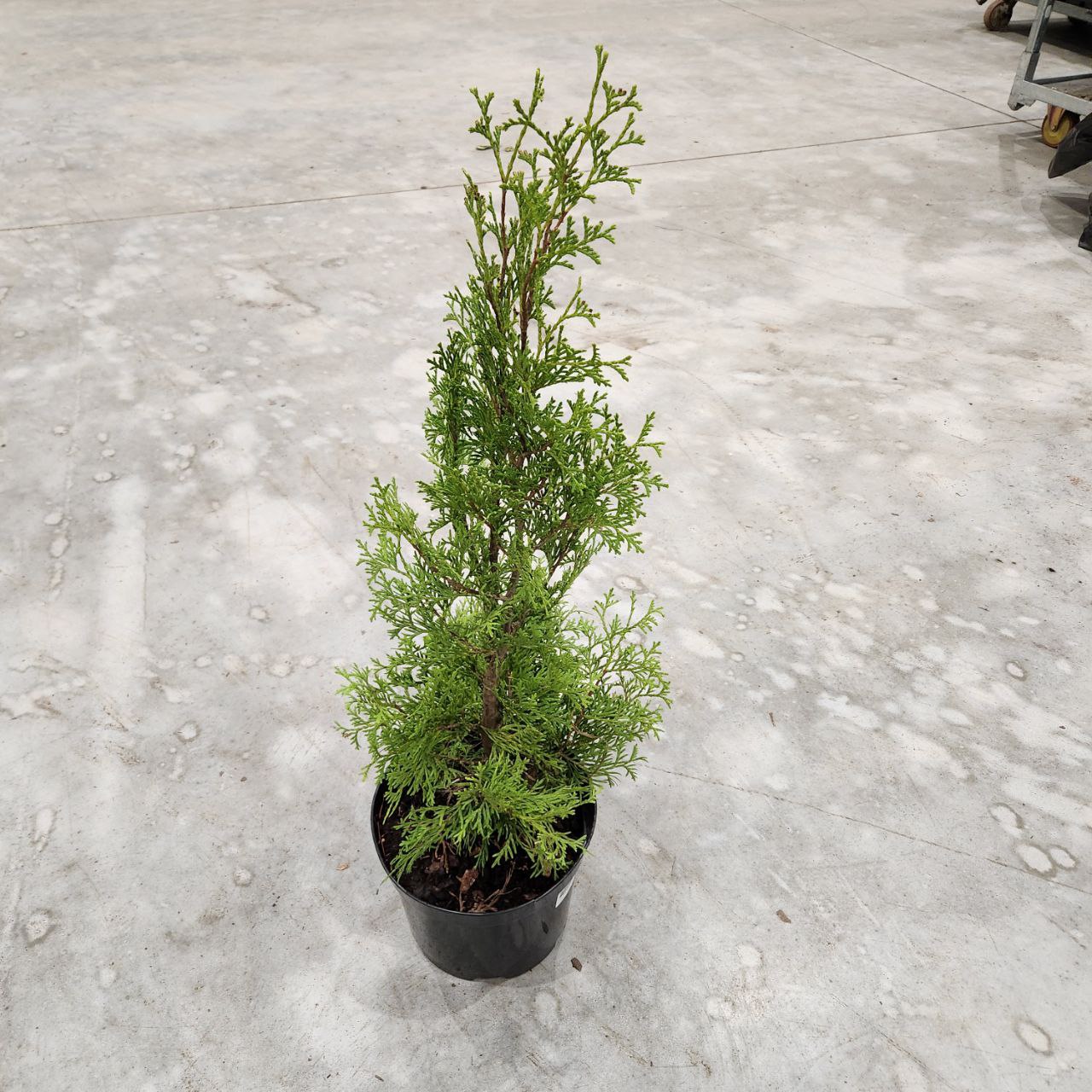 Туя западная Колумна